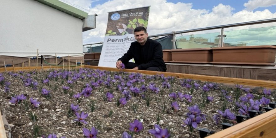 ÜLKÜ OCAKLARI GENEL MERKEZİ'NİN TERASINDA SAFRAN HASADI!