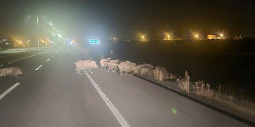 Kars’ta domuz sürüsü görüntülendi