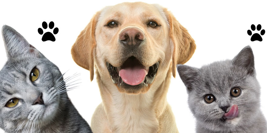 Evcil hayvan kayıt süresi 31 Aralık 2025’te sona eriyor