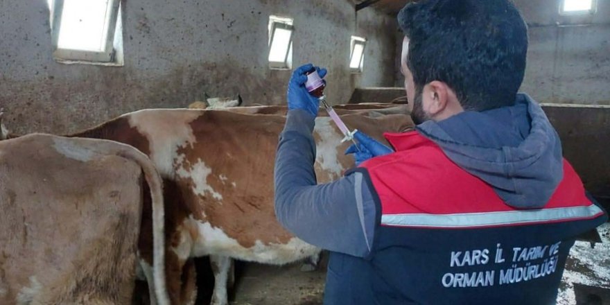 Kars’ta veteriner ekipleri, zorlu hava şartlarına rağmen sahadalar