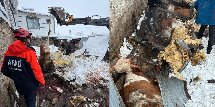 Kars'ta kar yükü ahırları yıktı: 4 hayvan telef oldu