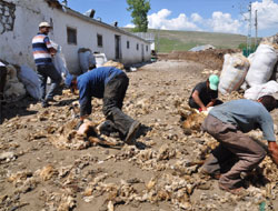 Koyun kırkarak para kazanıyorlar