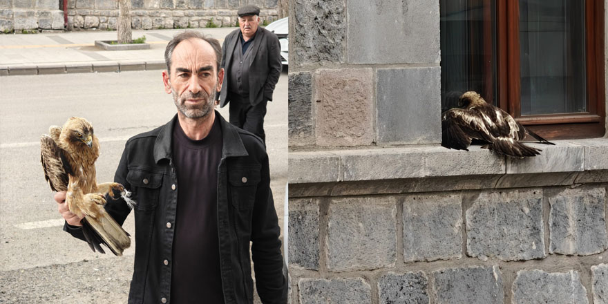 Kars'ta yaralı şahin için nefes kesen kurtarma operasyonu!
