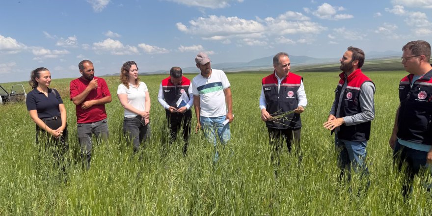 Kars'ın 13 Bin Yıllık Tarımsal Mirası Kavılca Buğdayı İçin Sahada İnceleme