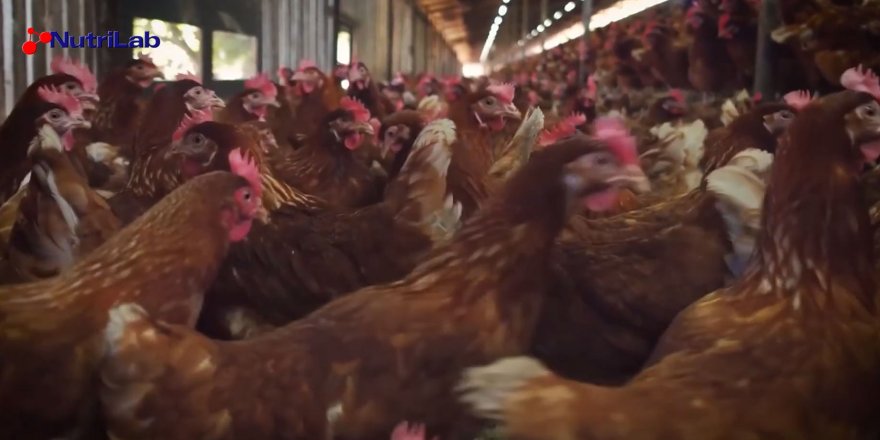 Yumurta Kabuğu Kalınlığı İçin Tavuk Vitamini Gerekli mi?