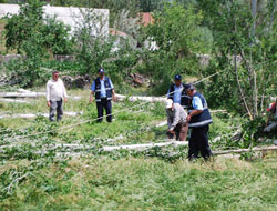 Sarıkamış’ta Kavak Ağaçları kesiliyor