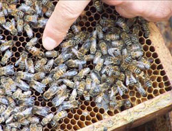 Kağızman’da Arılar Ölüyor