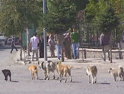 Kars’ı başıboş köpekler sardı