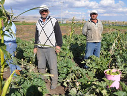 Karsın Artvinli bostancıları