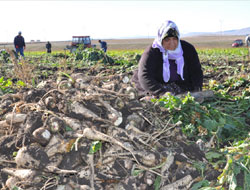 Kars Şeker’de sevindiren haber