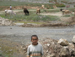 Tatile Değil Kaz Otlatmaya