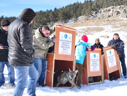 Yavru kurtlar doğaya salındı