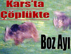 Çöplükte boz ayı