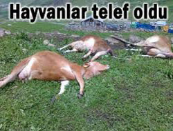 Yıldırım Hayvanları Öldürdü