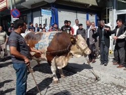 950 kiloluk boğa ilgi odağı oldu