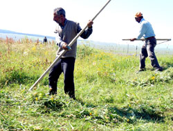 Çayır otları biçilmeye başlandı
