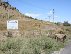 Ormanlık Alanda Hayvan Otlatılıyor