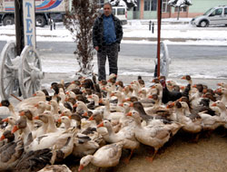 Kars’ta kar yağdı kaz kesimi başladı