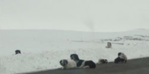 Köpekler de ölüme terk edildi