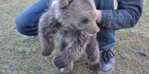 Yavru ayı doğaya geri döndü