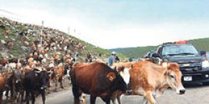 ‘Yolumuzu hep insanlar kesmiyor’