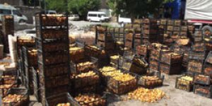 Kayısılar çöpe gitti, üretici perişan