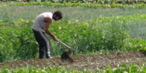 Kars’ta organik bostan