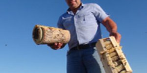 Ağaç kovuğunda bal üretti