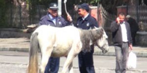 Zabıtanın at operasyonu
