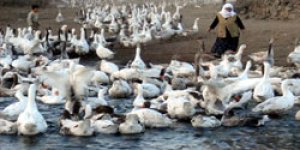 Koyun değil kaz sürüsü