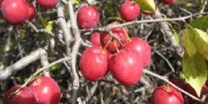 Yabanıl Meyveli Türlerin Korunması