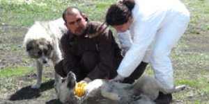 Kuduz aşıları yapılıyor