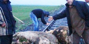 Tren sürüye daldı: 50 inek telef oldu