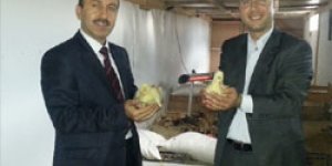 Yeni kazlar kuluçkadan çıktı