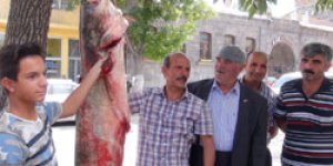Dev yayın balığı yakalandı