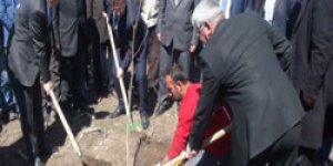 Ceviz fidanları Oğuzlu da boy gösterecek