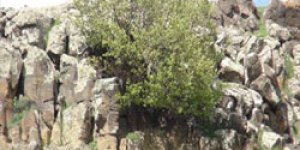 Dev kayalıklar kayısı ağacı verdi