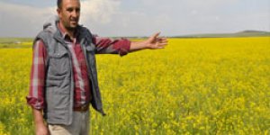 Mişko Gölü Can Çekişiyor