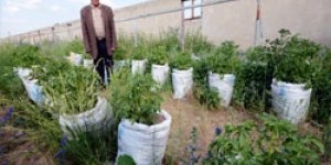 Patatesleri Un Çuvalında Yetiştiriyor