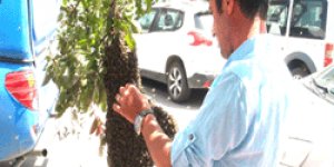 Üzüm değil arı salkımı!