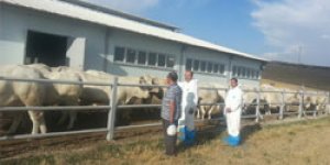 Şarole’ler Kars’a geldi