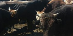 Kars’a kaçak hayvan soktular