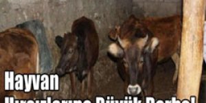 Hayvan Hırsızlarına Büyük Darbe