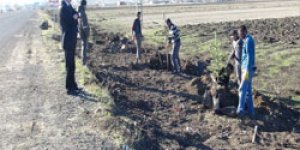 Ani yolunda ağaçlandırma çalışmaları