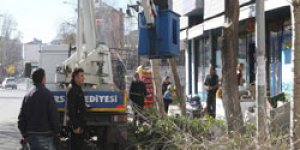 Ağaçlar ihtiyaç sahiplerine dağıtılıyor