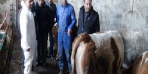 Hayvanlar tek tek aşılanıyor