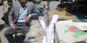Tohum Satışları Başladı