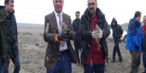 Kurtarılan keklikler doğaya salındı