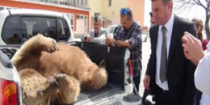 Sarıkamış’ta boz ayı kaza kurbanı oldu