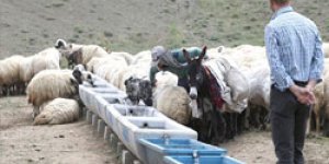 DAP’tan hayvancılığa içme suyu desteği